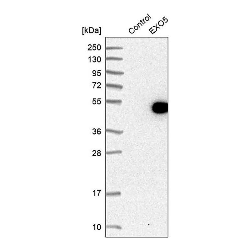 Merck Anti-EXO5 antibody produced in rabbit