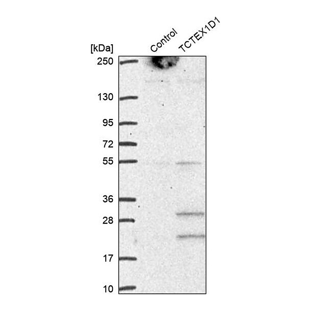 Merck Anti-TCTEX1D1 antibody produced in rabbit