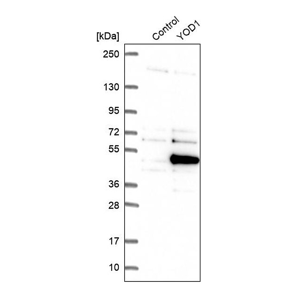 Merck Anti-YOD1 antibody produced in rabbit