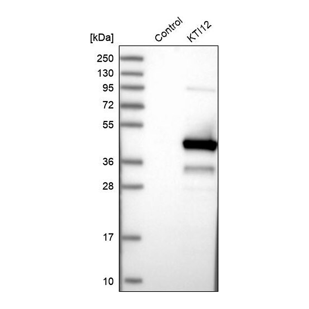 Merck Anti-KTI12 antibody produced in rabbit