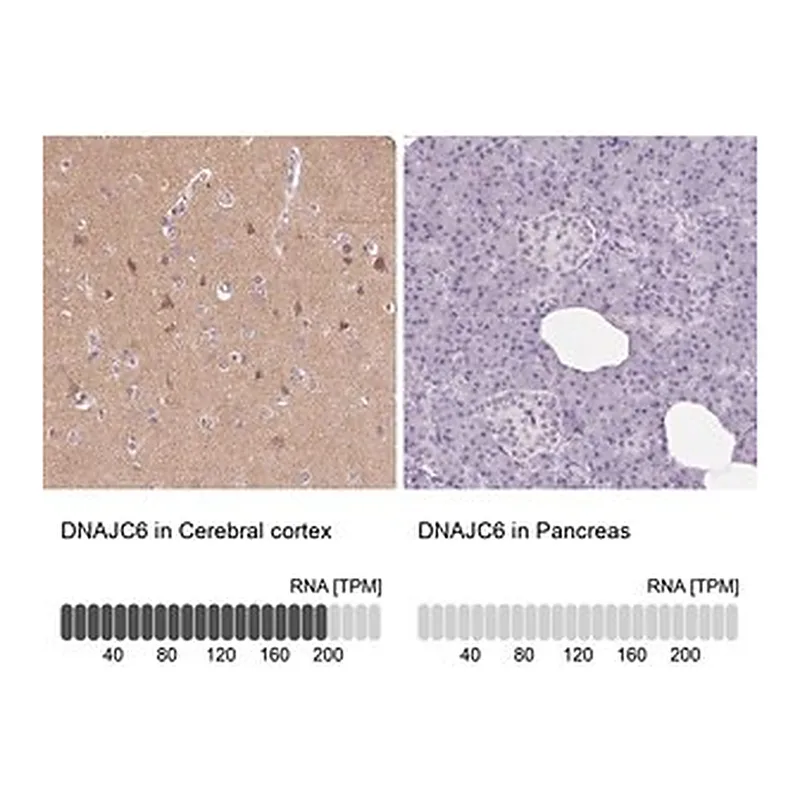 Merck Anti-DNAJC6 antibody produced in rabbit