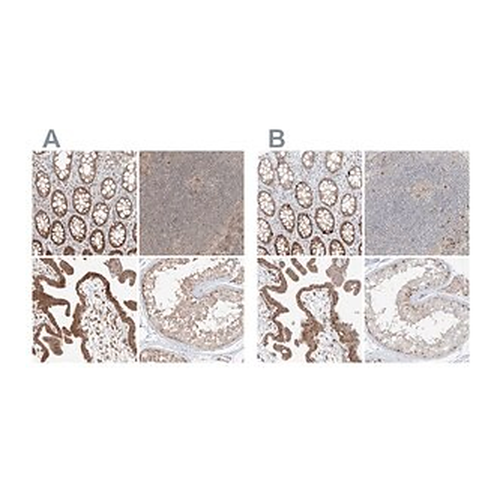 Merck Anti-BYSL antibody produced in rabbit