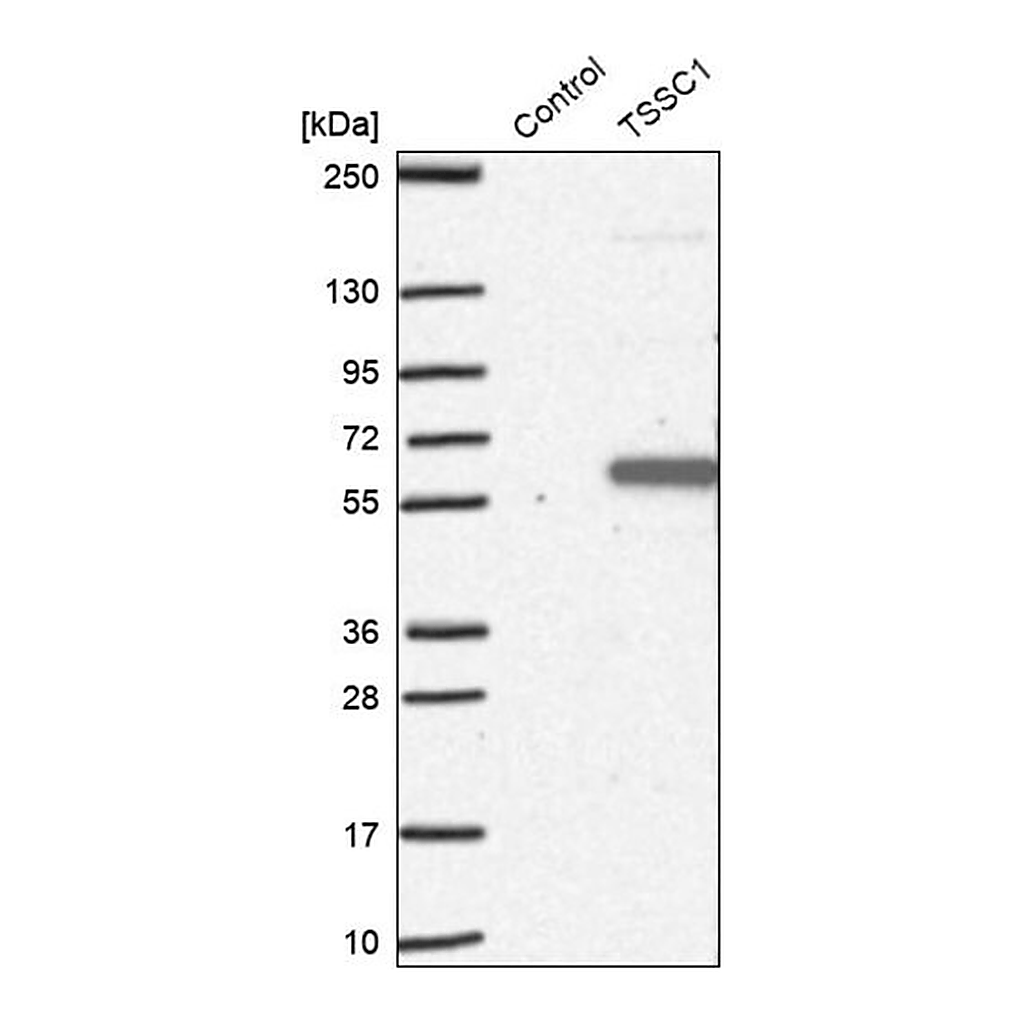 Merck Anti-TSSC1 antibody produced in rabbit