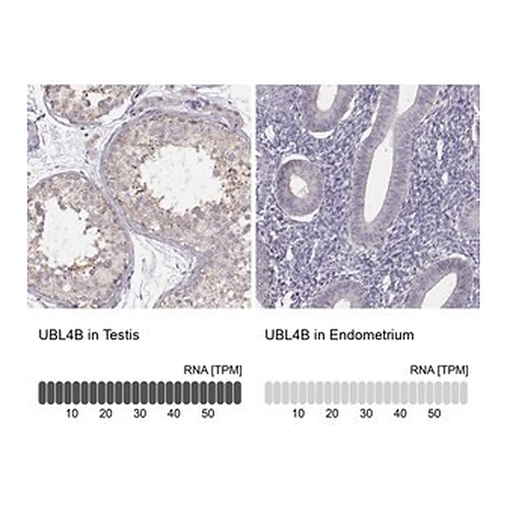 Merck Anti-UBL4B antibody produced in rabbit