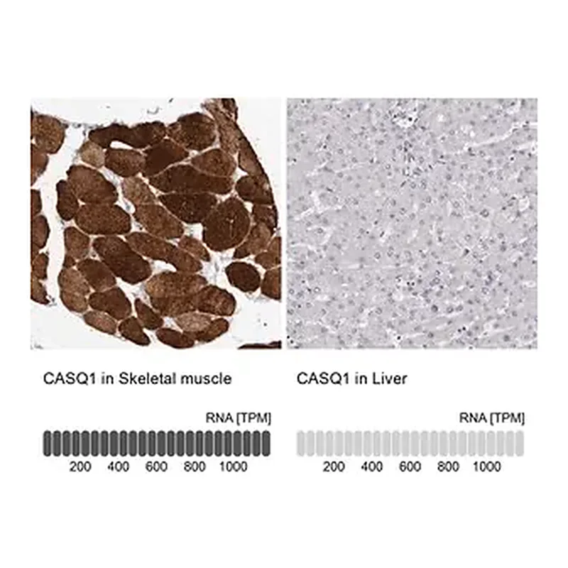 Merck Anti-CASQ1 antibody produced in rabbit