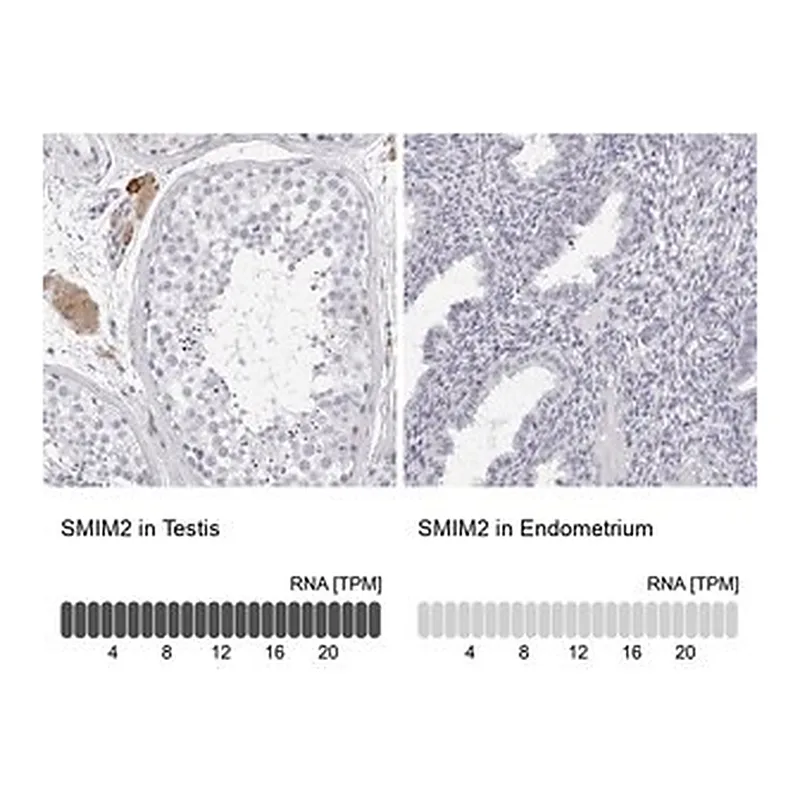 Merck Anti-SMIM2 antibody produced in rabbit
