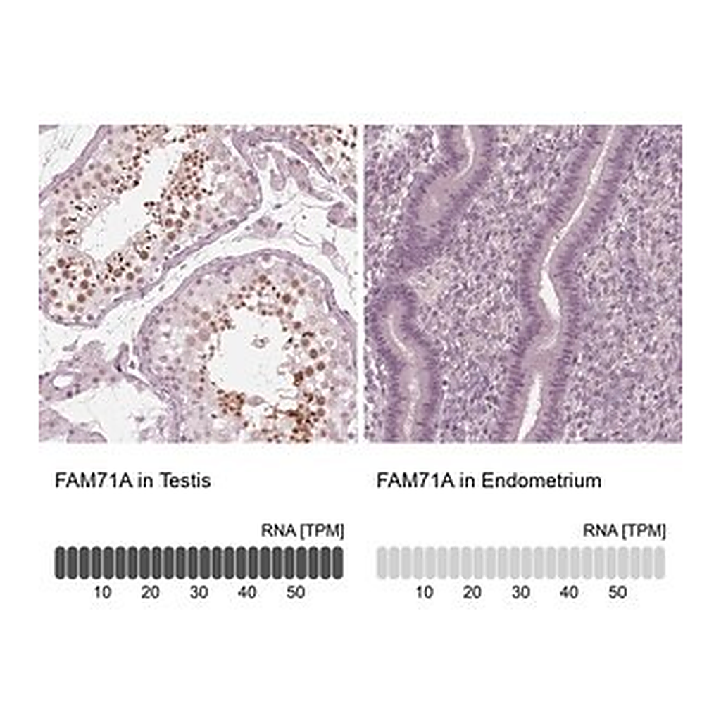 Merck Anti-FAM71A antibody produced in rabbit