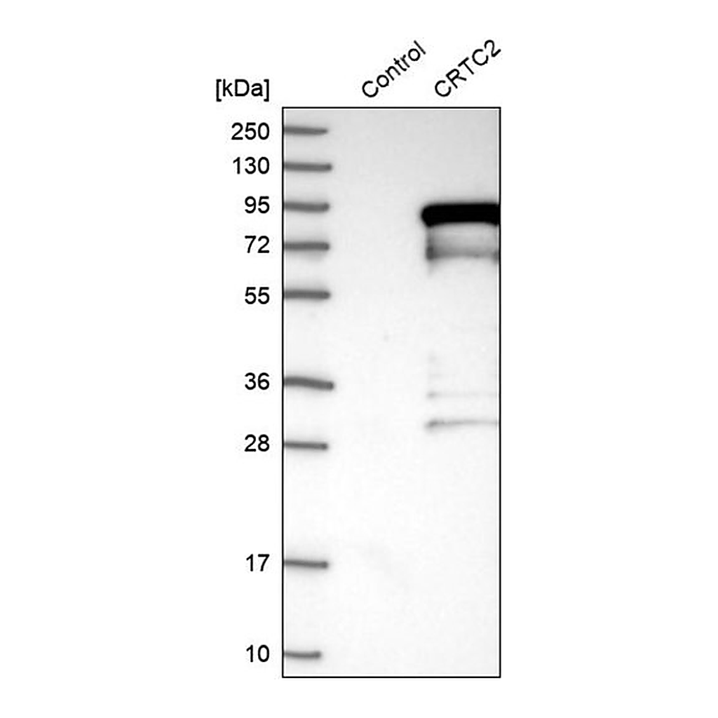 Merck Anti-CRTC2 antibody produced in rabbit