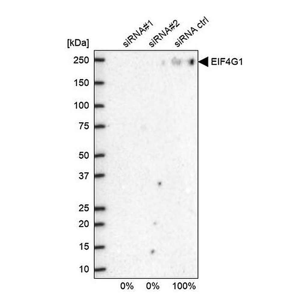 Merck Anti-EIF4G1 antibody produced in rabbit