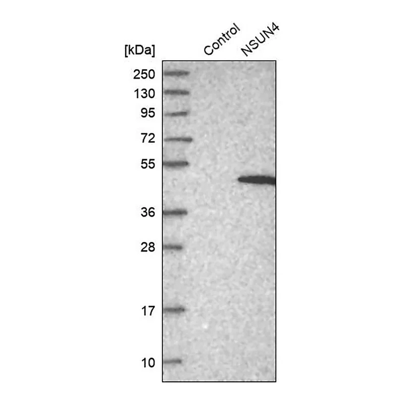 Merck Anti-NSUN4 antibody produced in rabbit