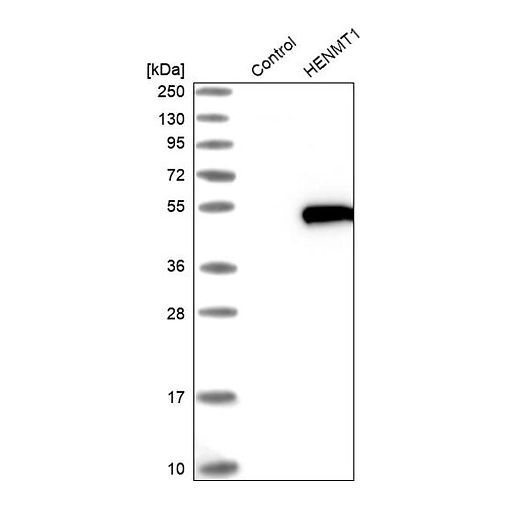 Merck Anti-HENMT1 antibody produced in rabbit