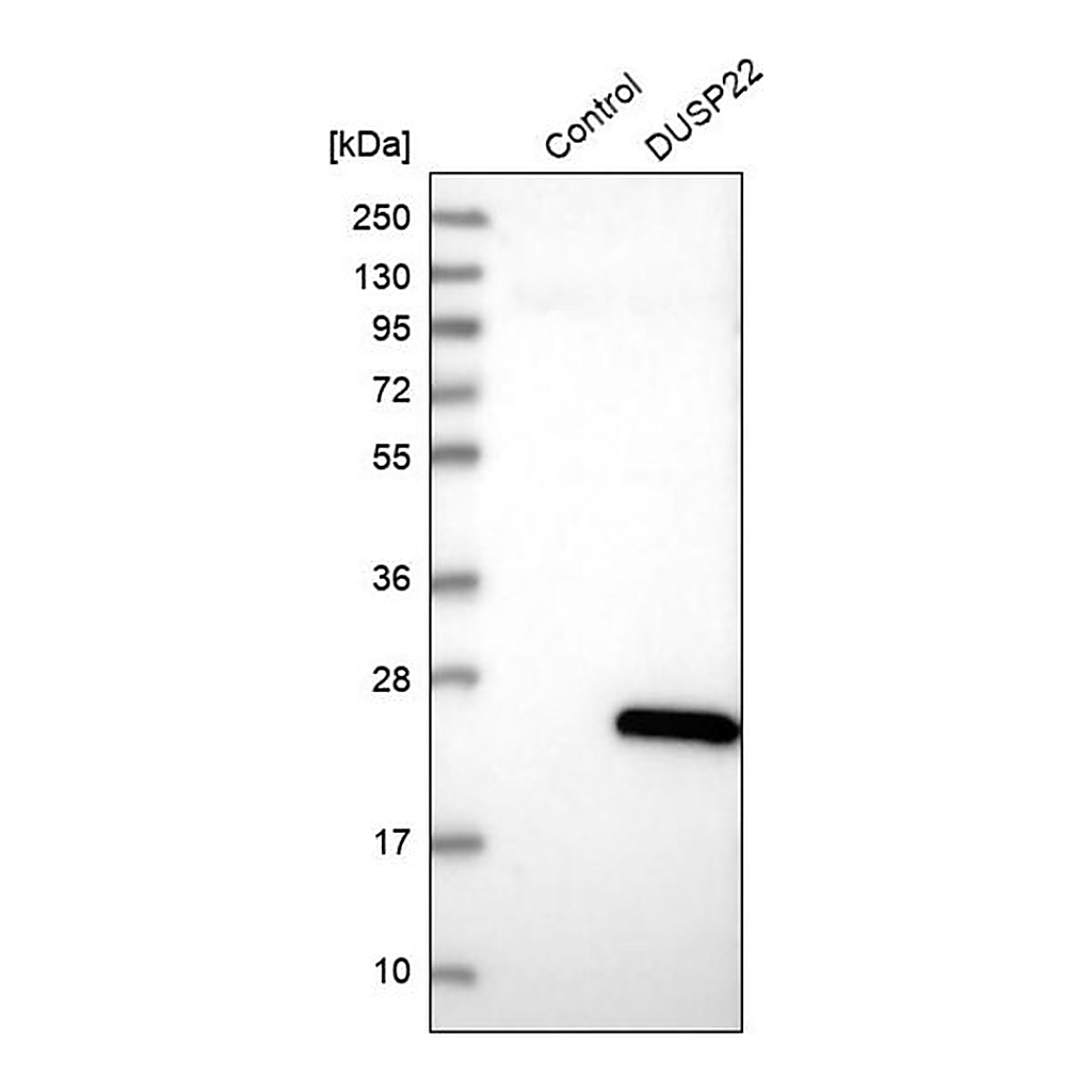 Merck Anti-DUSP22 antibody produced in rabbit