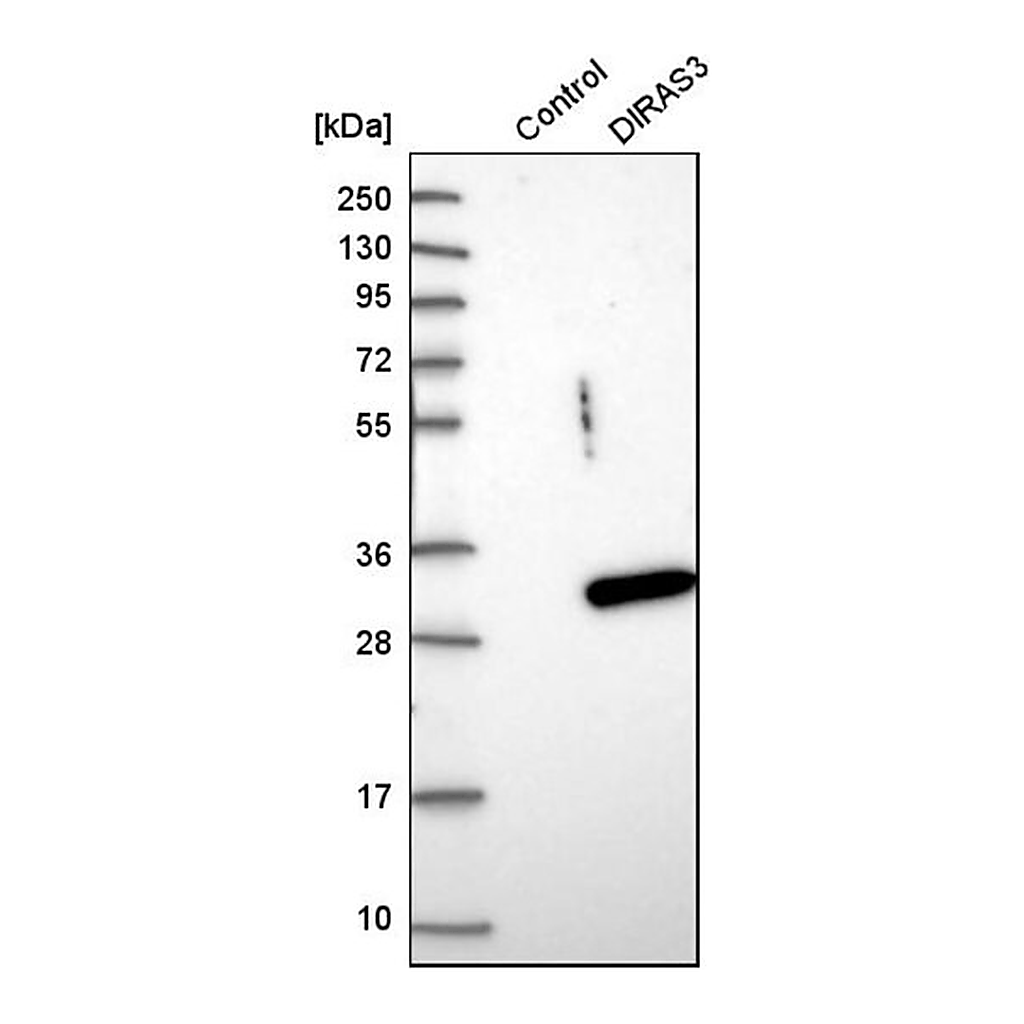 Merck Anti-DIRAS3 antibody produced in rabbit