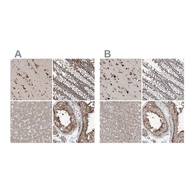 Merck Anti-ERLEC1 antibody produced in rabbit