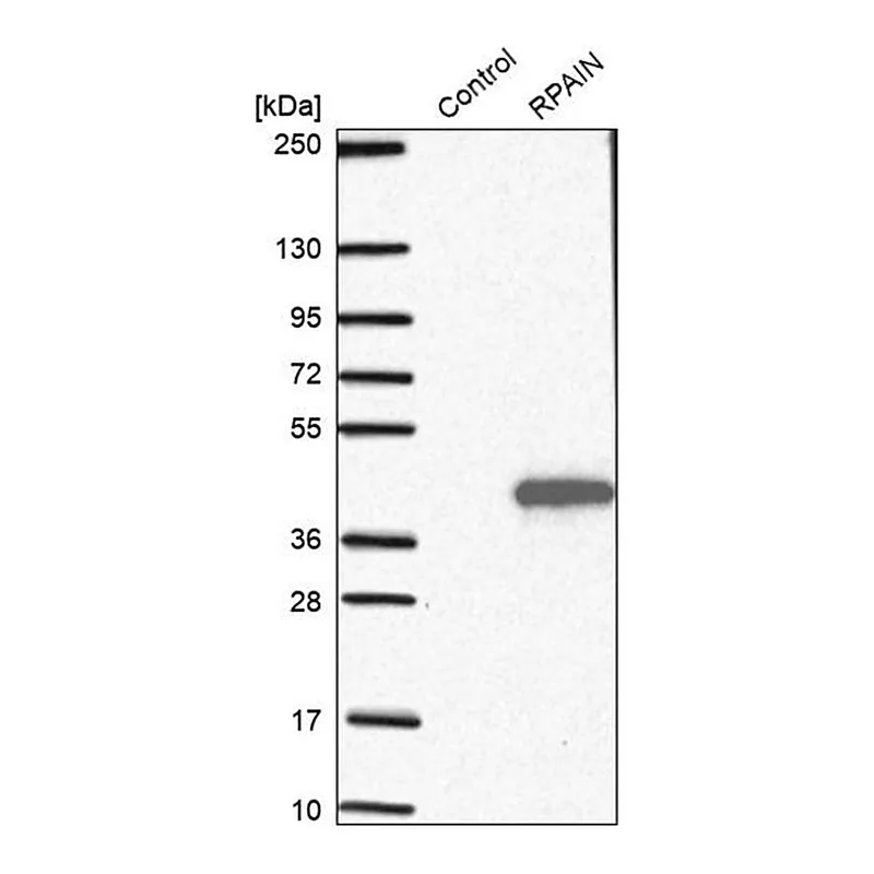 Merck Anti-RPAIN antibody produced in rabbit