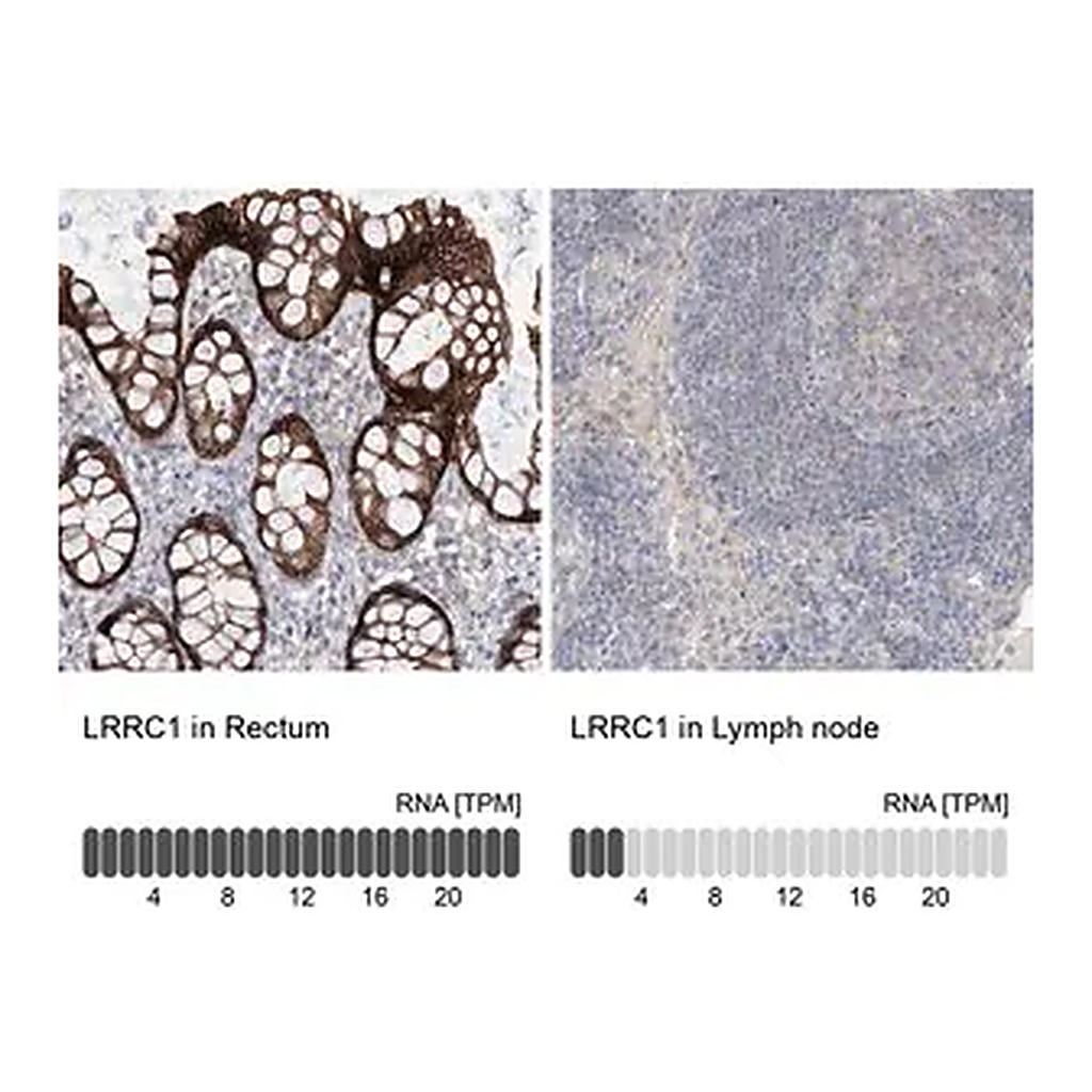 Merck Anti-LRRC1 antibody produced in rabbit