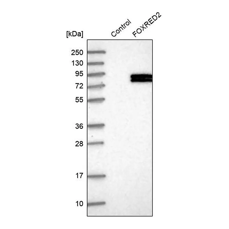 Merck Anti-FOXRED2 antibody produced in rabbit