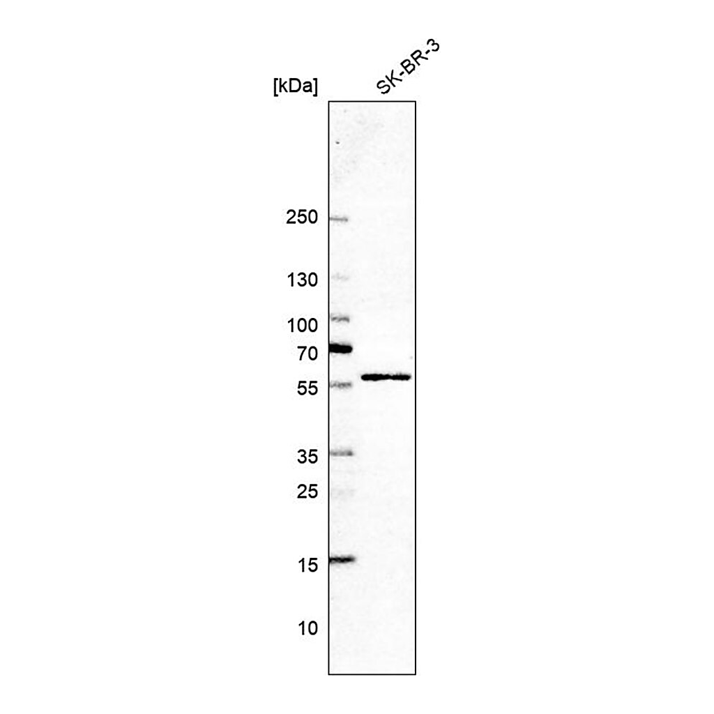 Merck Anti-GHDC antibody produced in rabbit