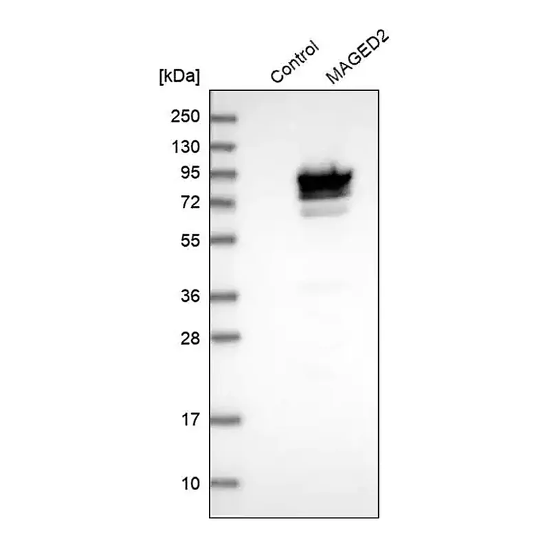 Merck Anti-MAGED2 antibody produced in rabbit