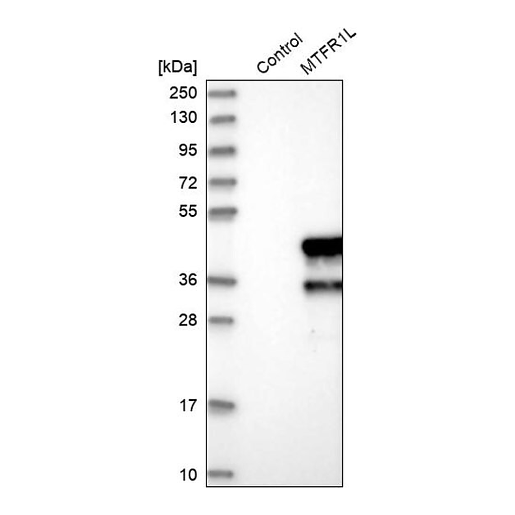 Merck Anti-MTFR1L antibody produced in rabbit