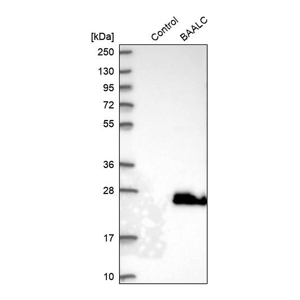 Merck Anti-BAALC antibody produced in rabbit