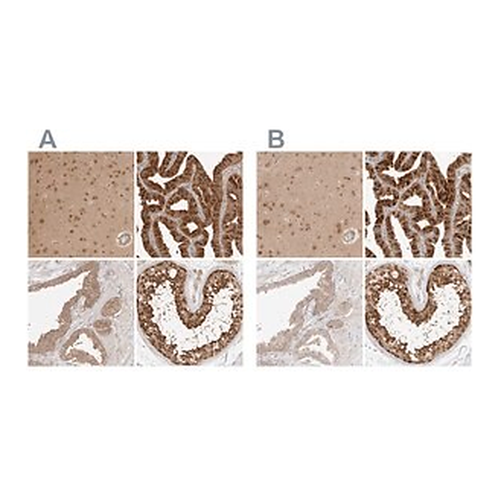 Merck Anti-NUDC antibody produced in rabbit