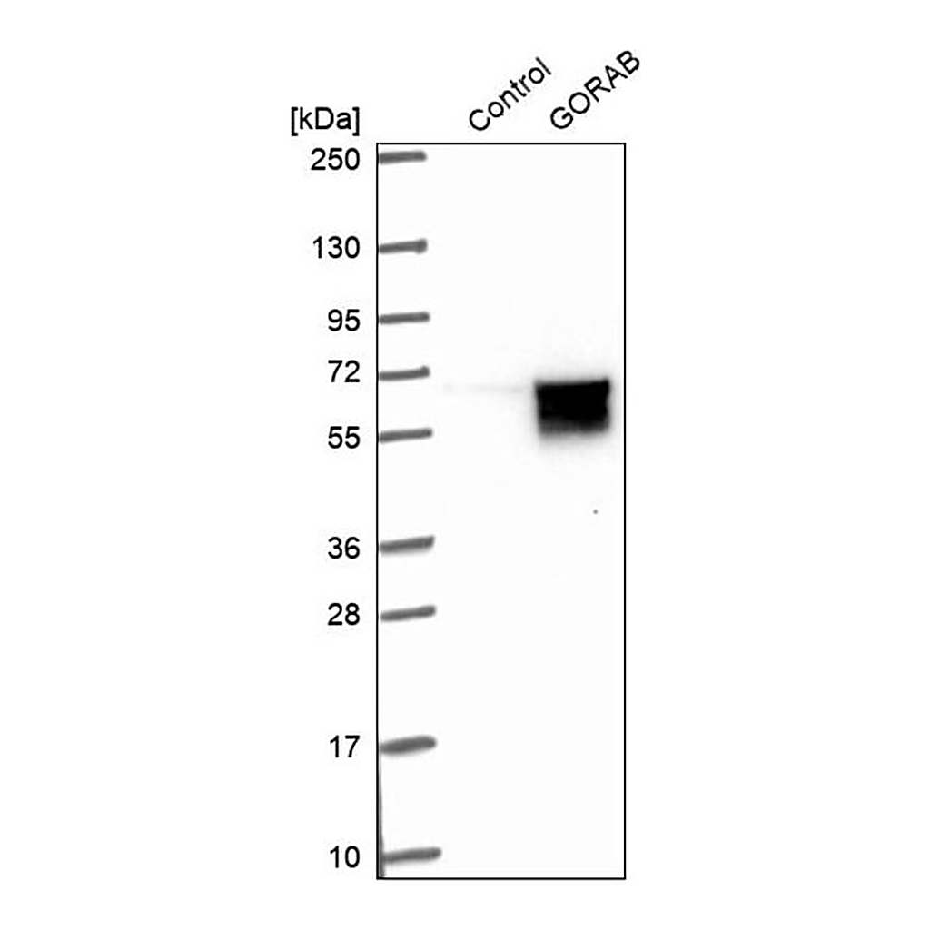 Merck Anti-GORAB antibody produced in rabbit