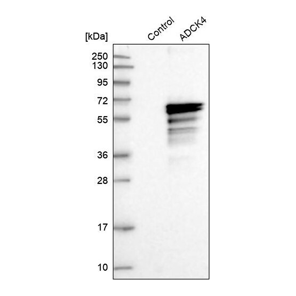 Merck Anti-COQ8B antibody produced in rabbit