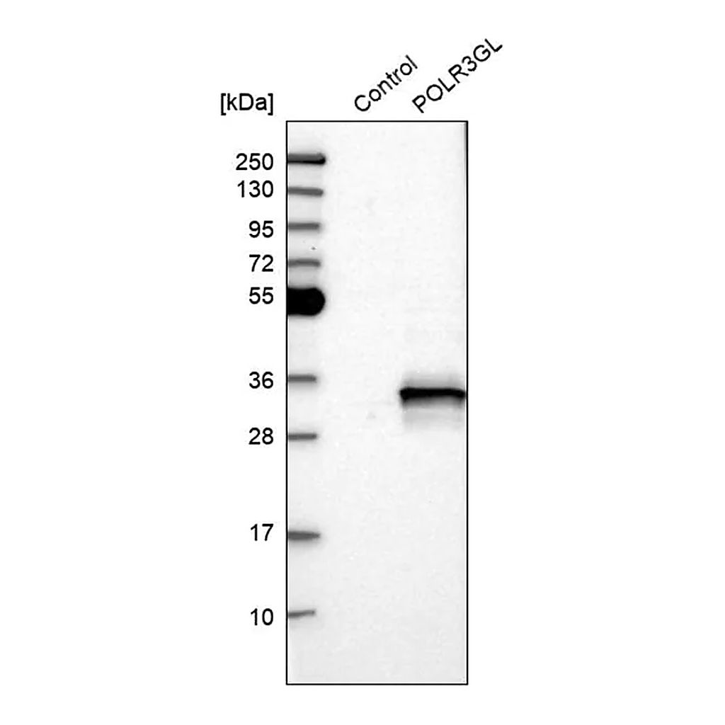 Merck Anti-POLR3GL antibody produced in rabbit