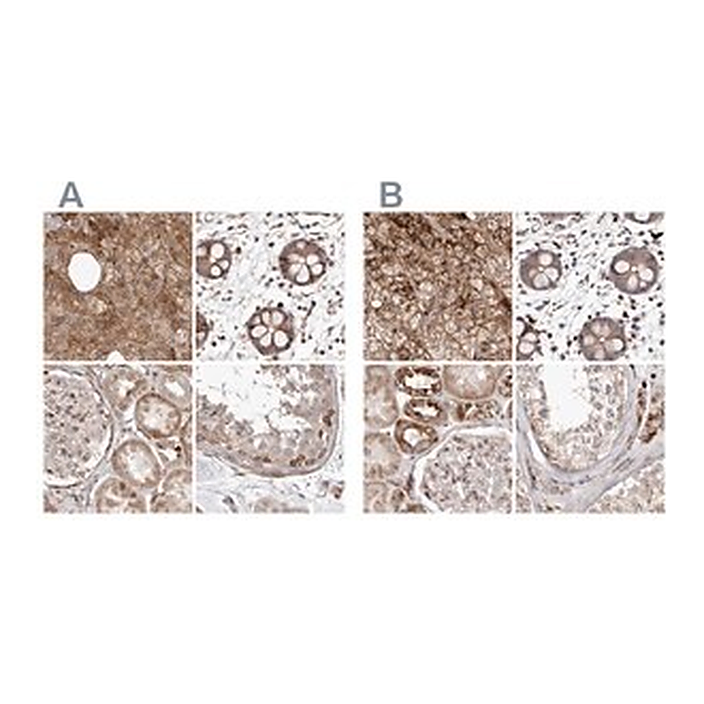 Merck Anti-NUP43 antibody produced in rabbit