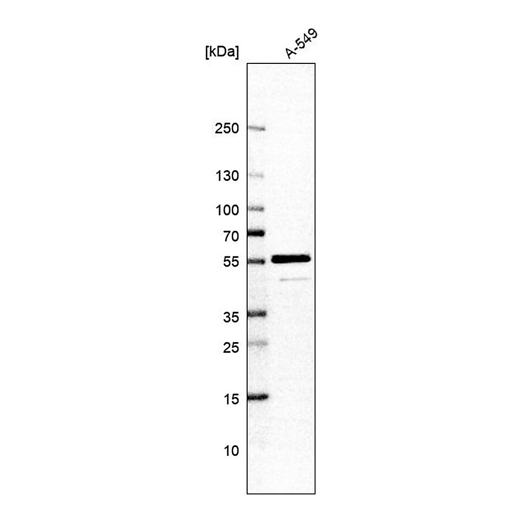 Merck Anti-COQ8B antibody produced in rabbit