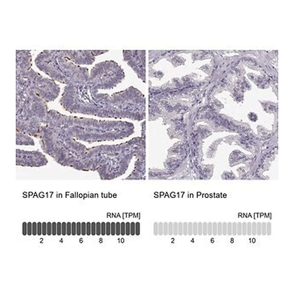 Merck Anti-SPAG17 antibody produced in rabbit