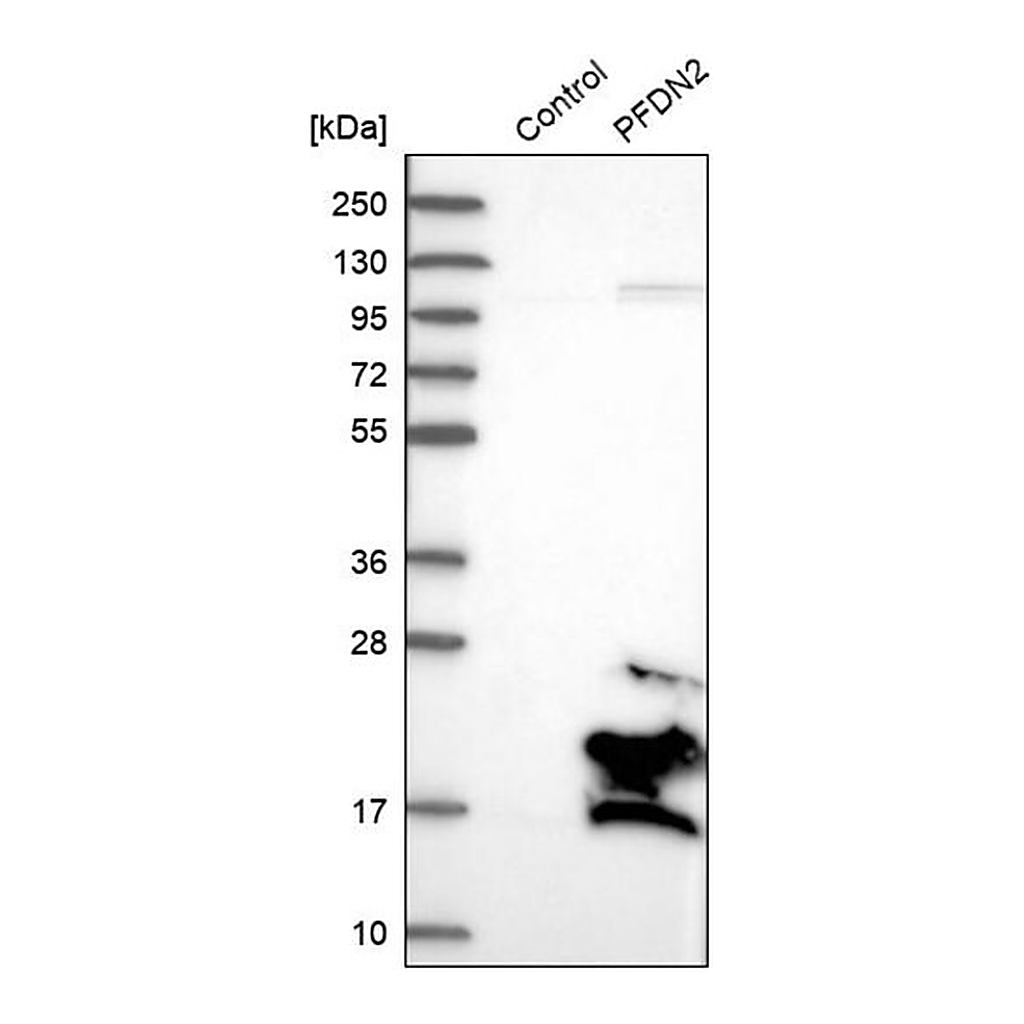 Merck Anti-PFDN2 antibody produced in rabbit