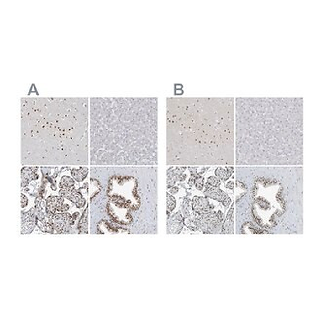 Merck Anti-WRNIP1 antibody produced in rabbit