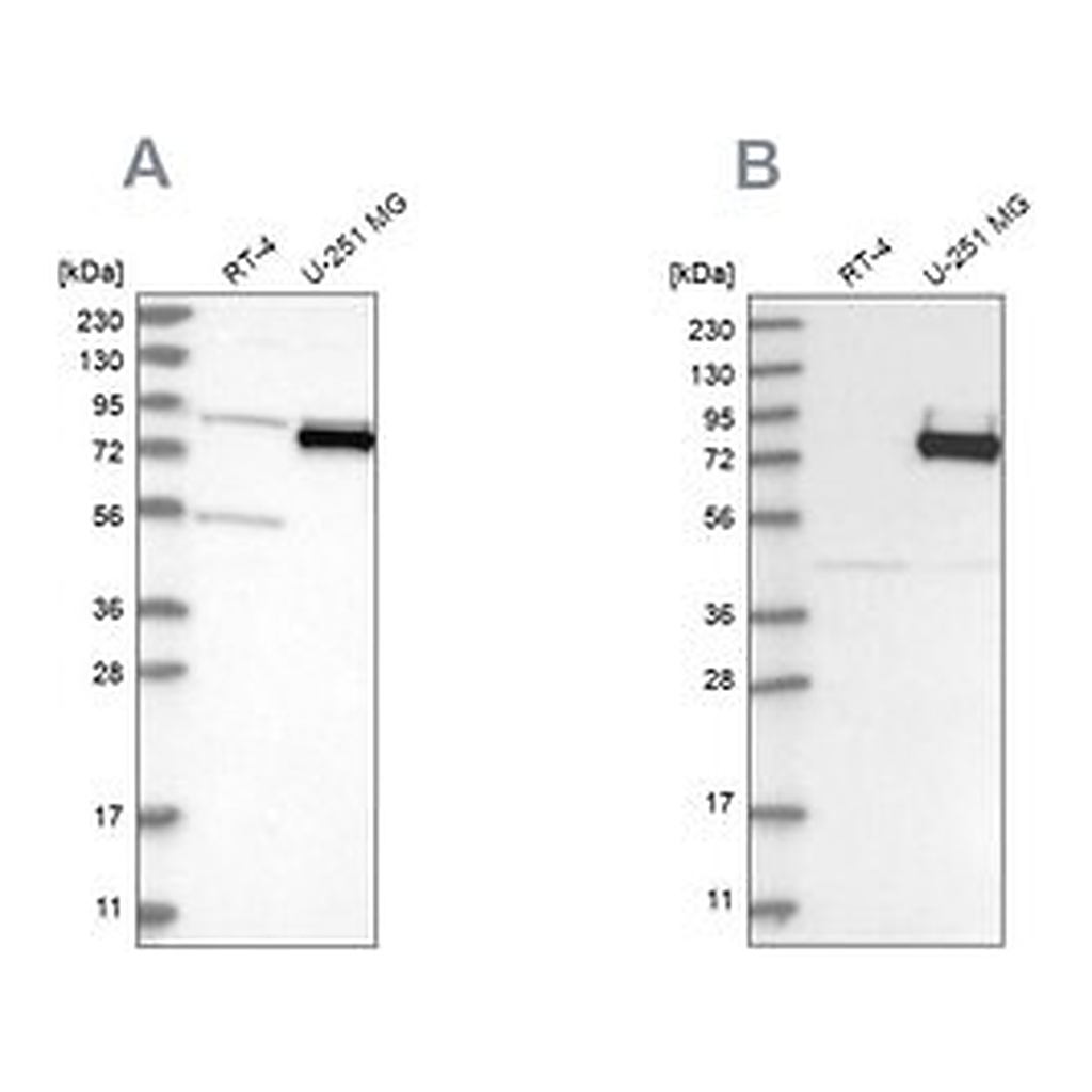 Merck Anti-COLGALT2 antibody produced in rabbit