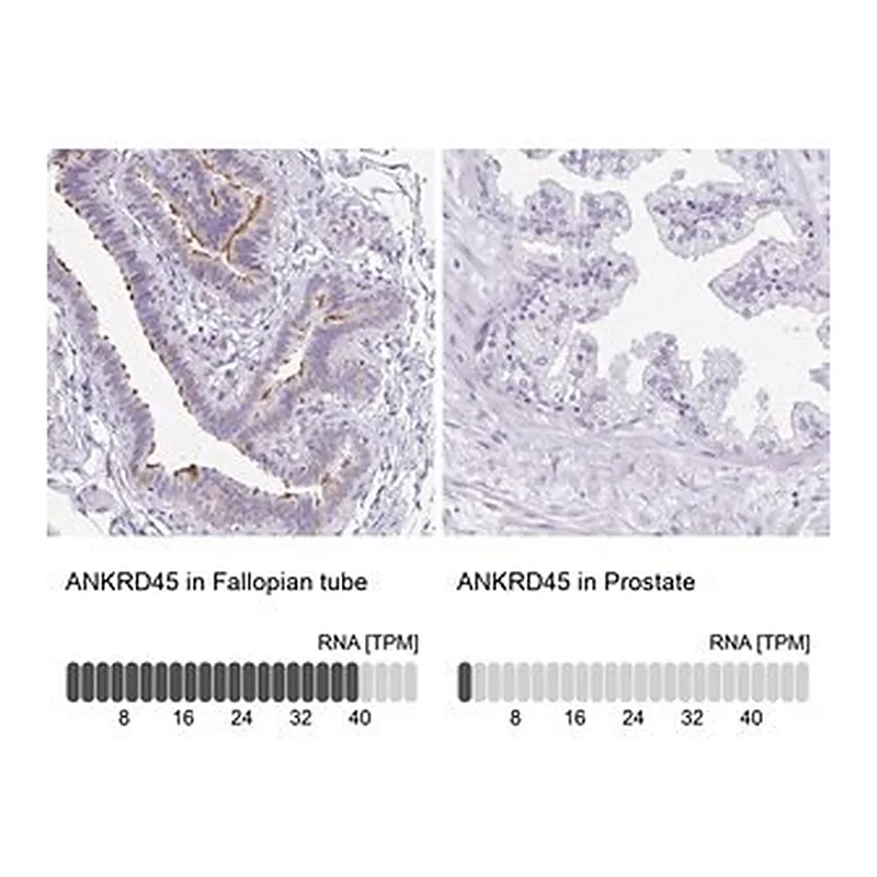 Merck Anti-ANKRD45 antibody produced in rabbit