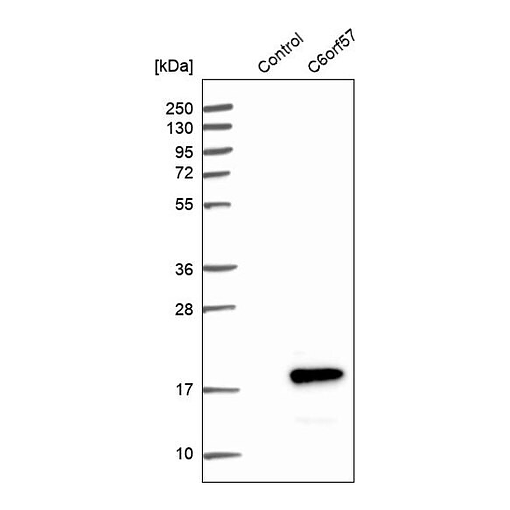 Merck Anti-SDHAF4 antibody produced in rabbit