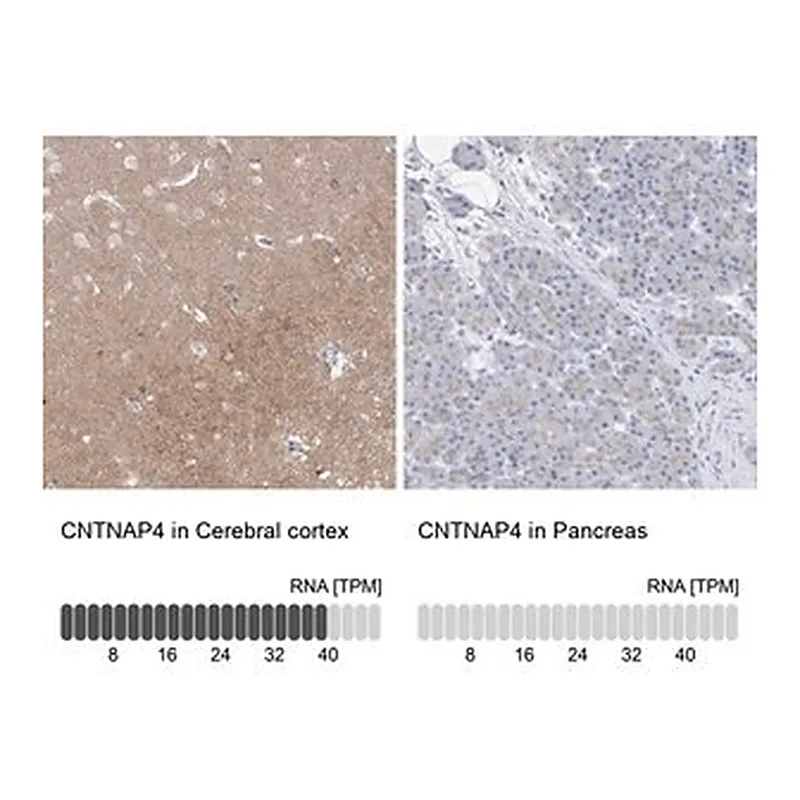 Merck Anti-CNTNAP4 antibody produced in rabbit