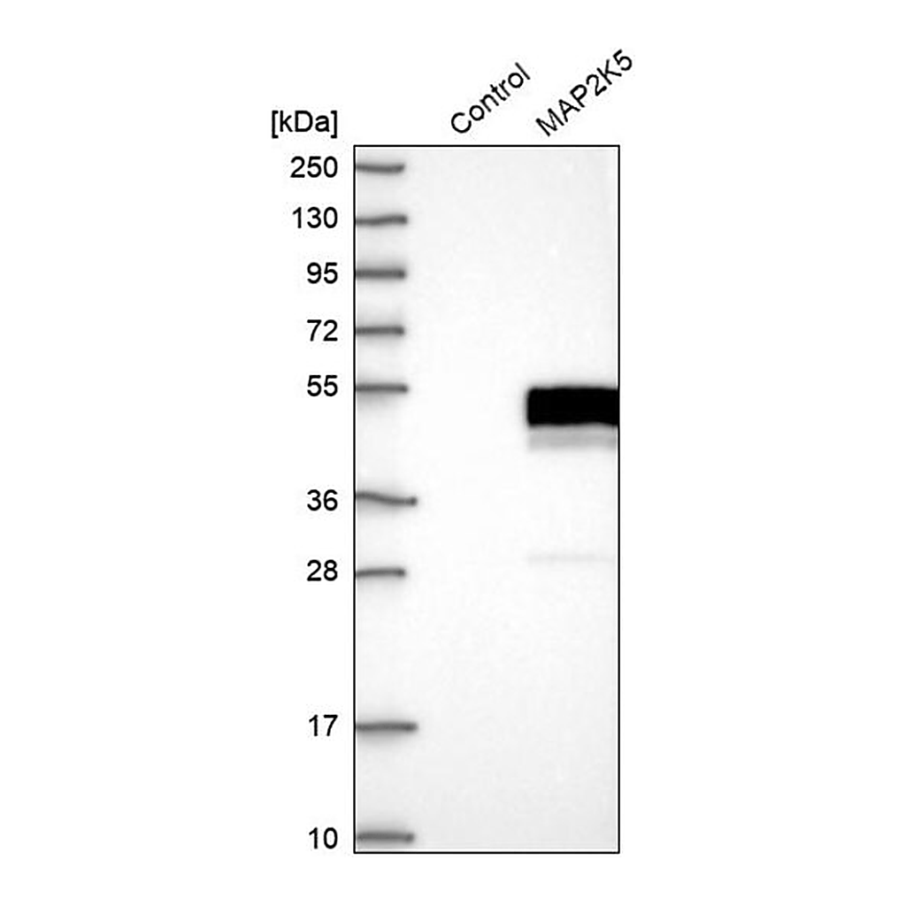 Merck Anti-MAP2K5 antibody produced in rabbit