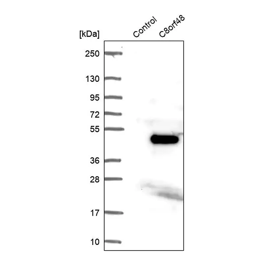 Merck Anti-C8orf48 antibody produced in rabbit