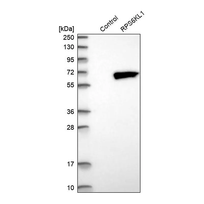 Merck Anti-RPS6KL1 antibody produced in rabbit