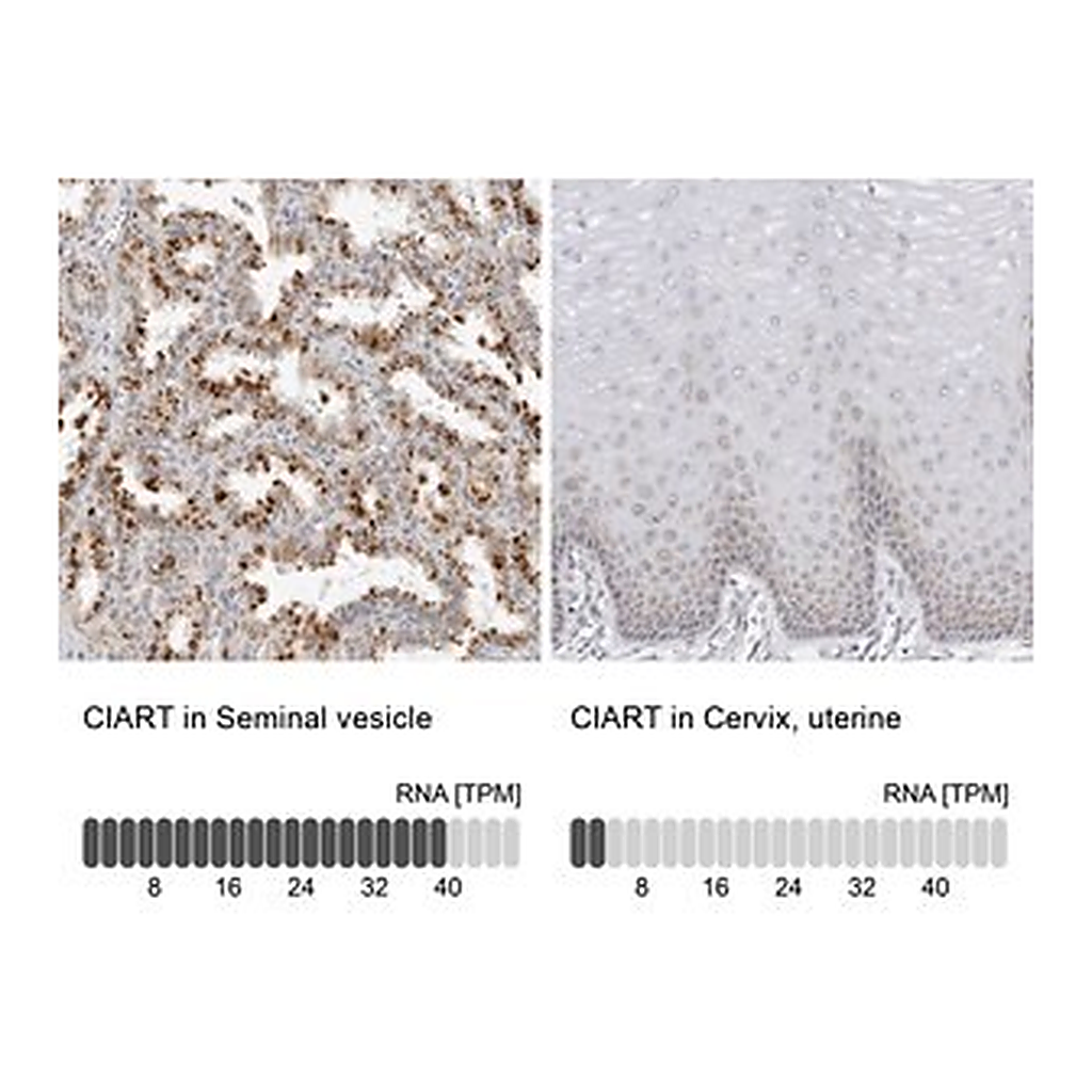 Merck Anti-CIART antibody produced in rabbit