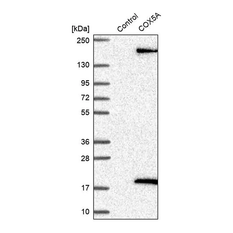 Merck Anti-COX5A antibody produced in rabbit