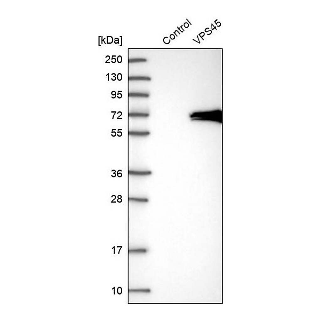 Merck Anti-VPS45 antibody produced in rabbit
