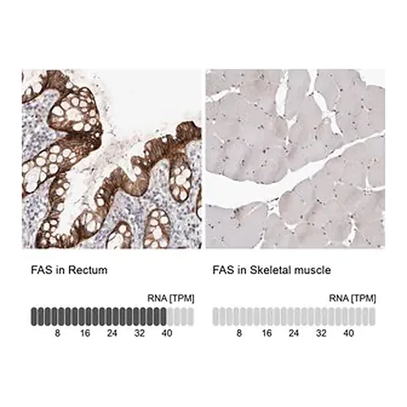 Merck Anti-FAS antibody produced in rabbit