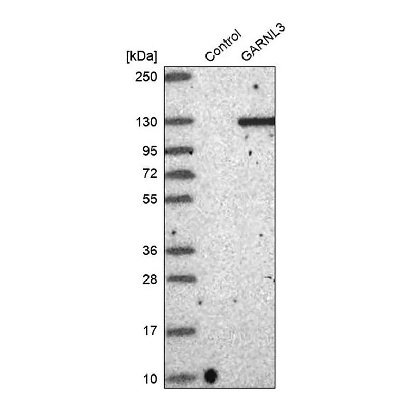 Merck Anti-GARNL3 antibody produced in rabbit