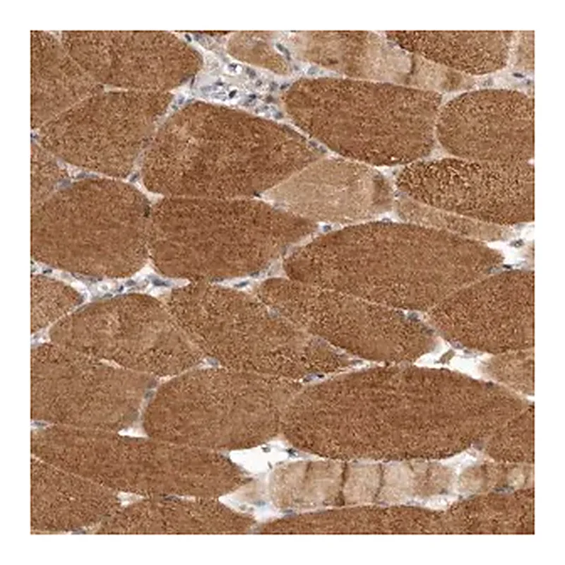 Merck Anti-LRP5L antibody produced in rabbit