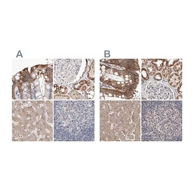 Merck Anti-MRPL18 antibody produced in rabbit
