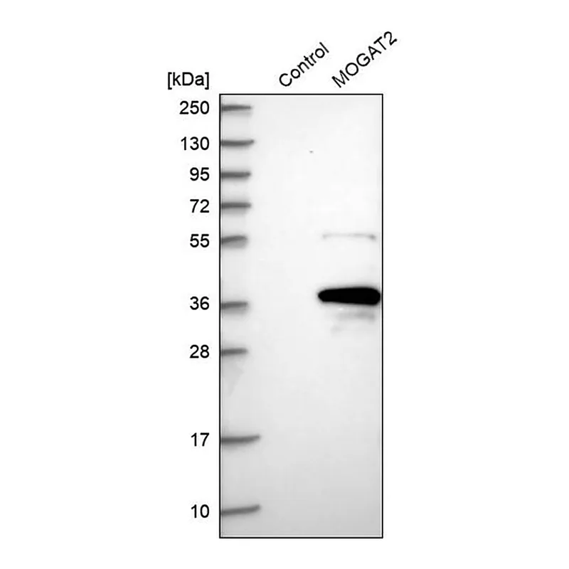 Merck Anti-MOGAT2 antibody produced in rabbit