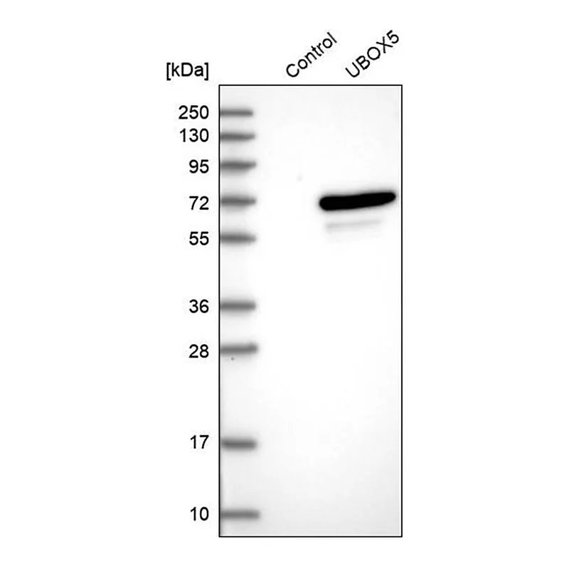 Merck Anti-UBOX5 antibody produced in rabbit
